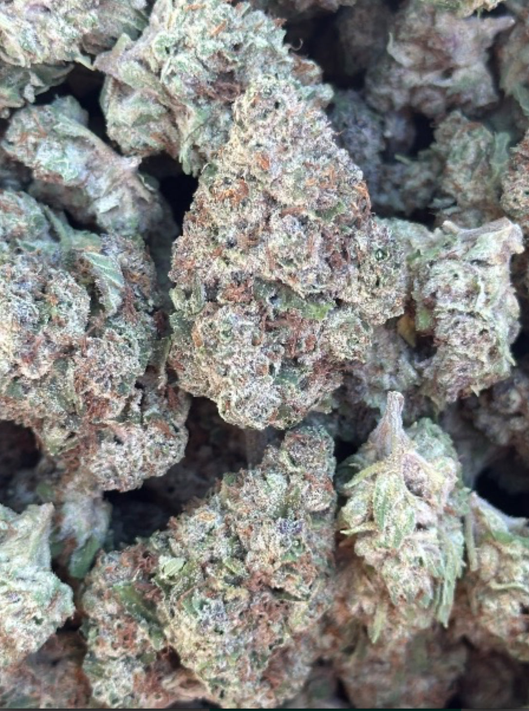 Indoor: Northern Lights (I-NL)