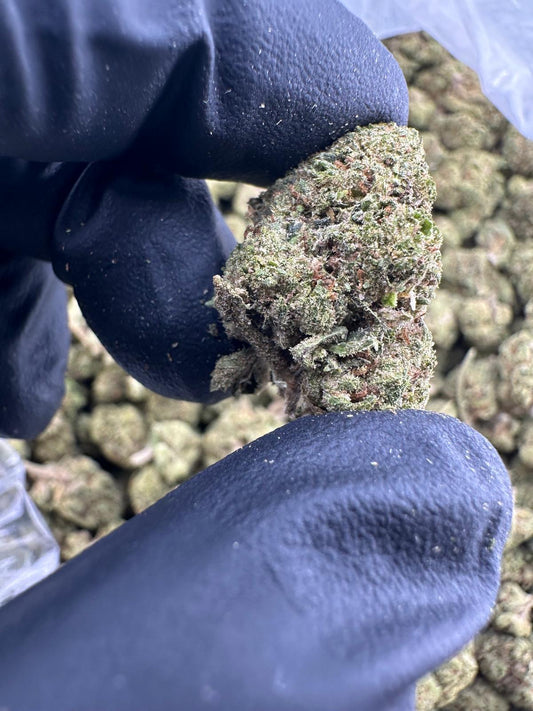 Candyland (High DEPP Indoor)