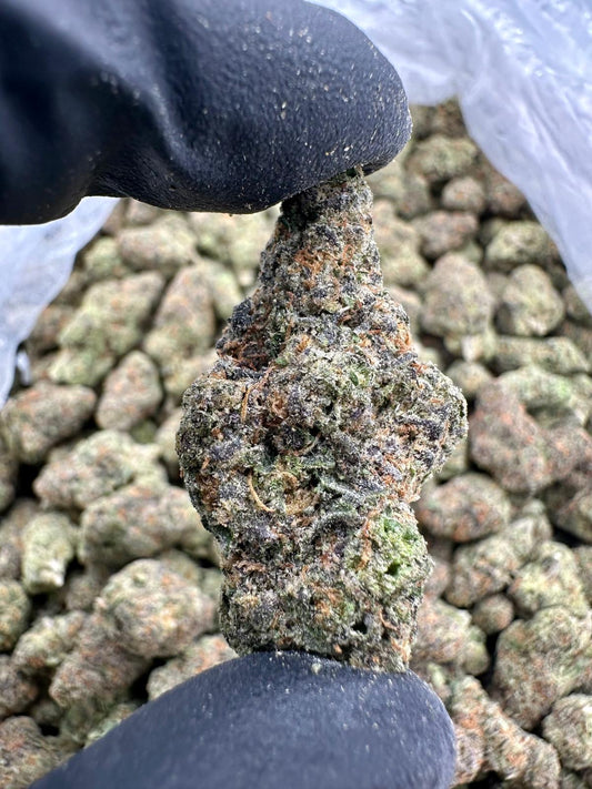 Gruntz (Exotic AAA)