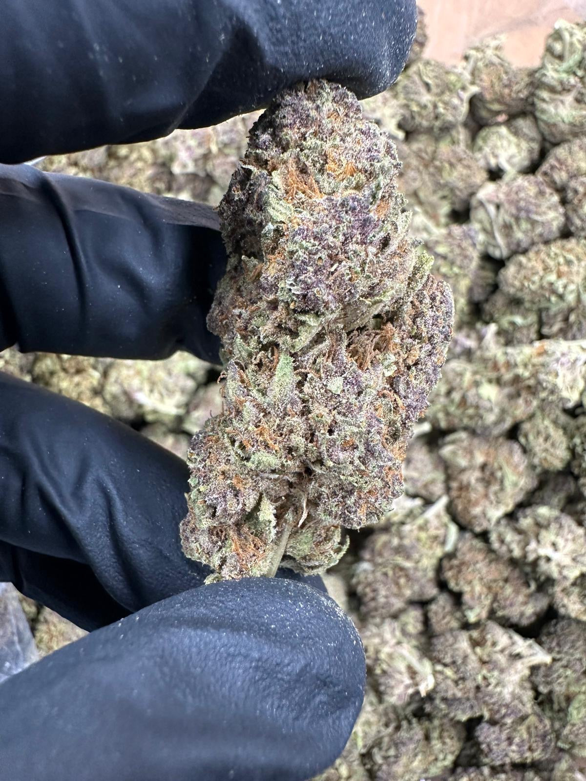 Tropical Summer (High DEPP Indoor)