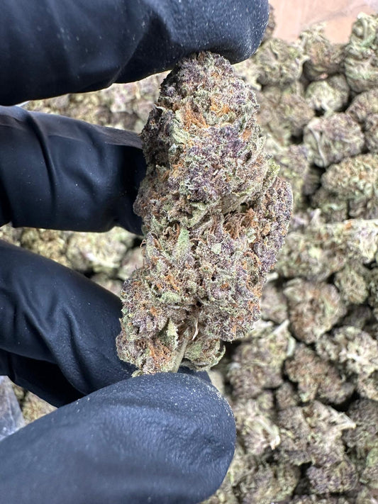 Tropical Summer (High DEPP Indoor)
