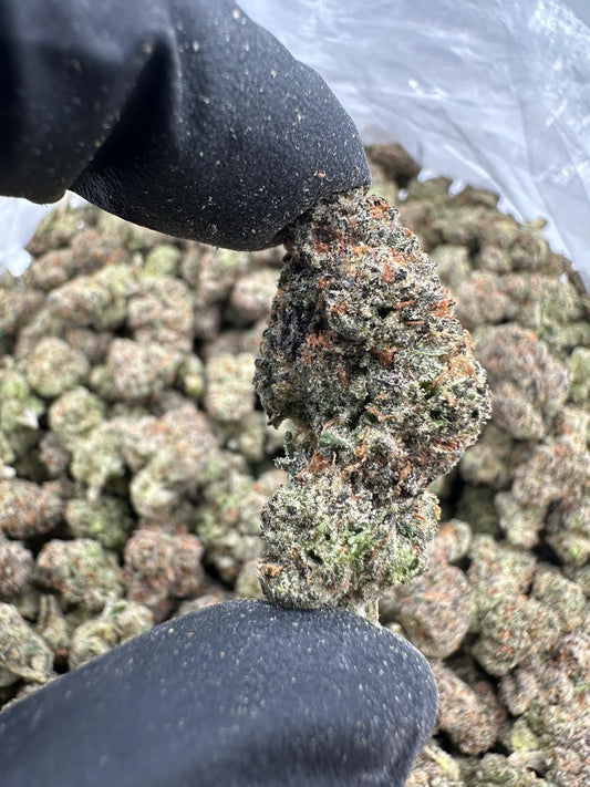 Gelato Candy (High DEPP Indoor)