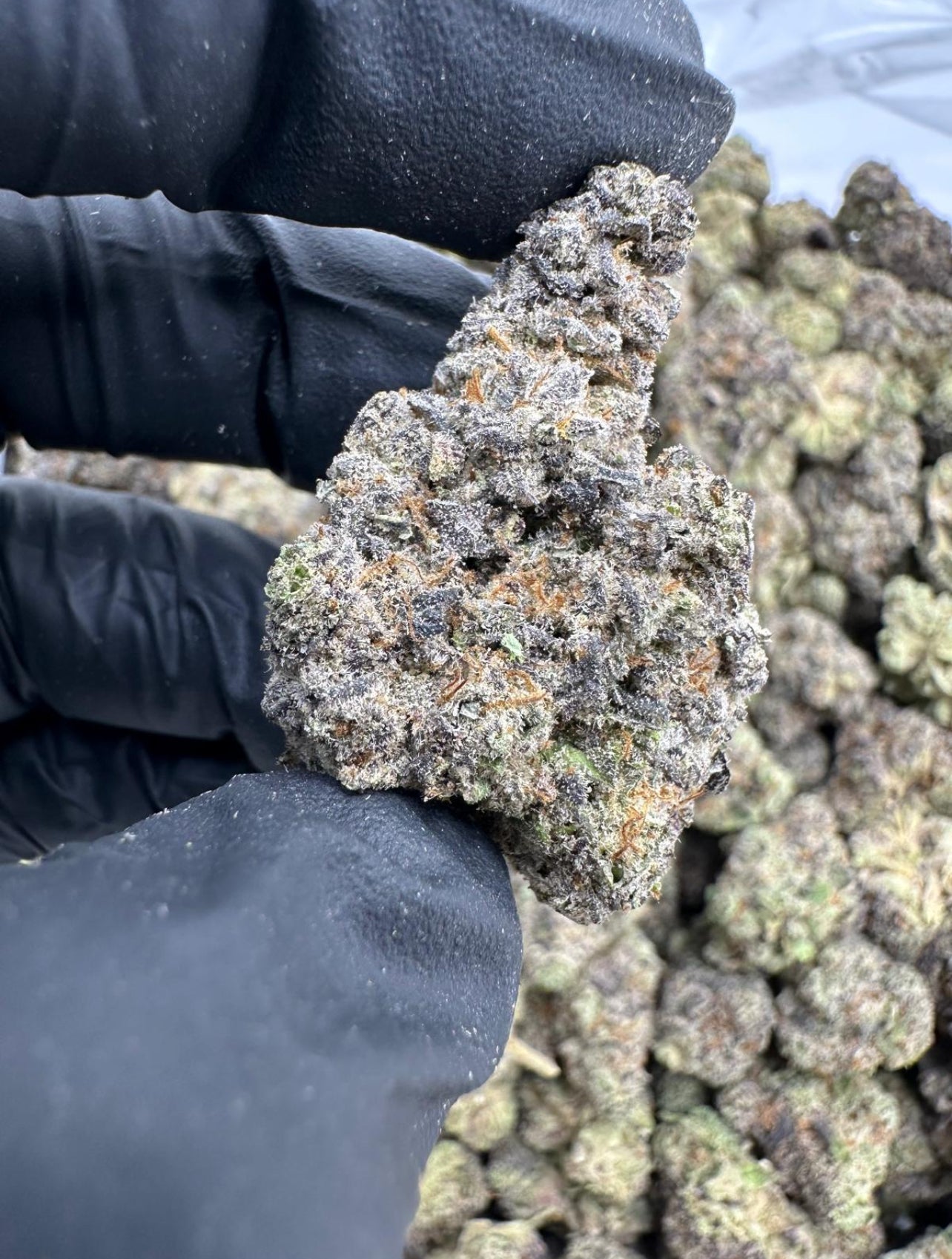 Exotic (Cherry Punch)