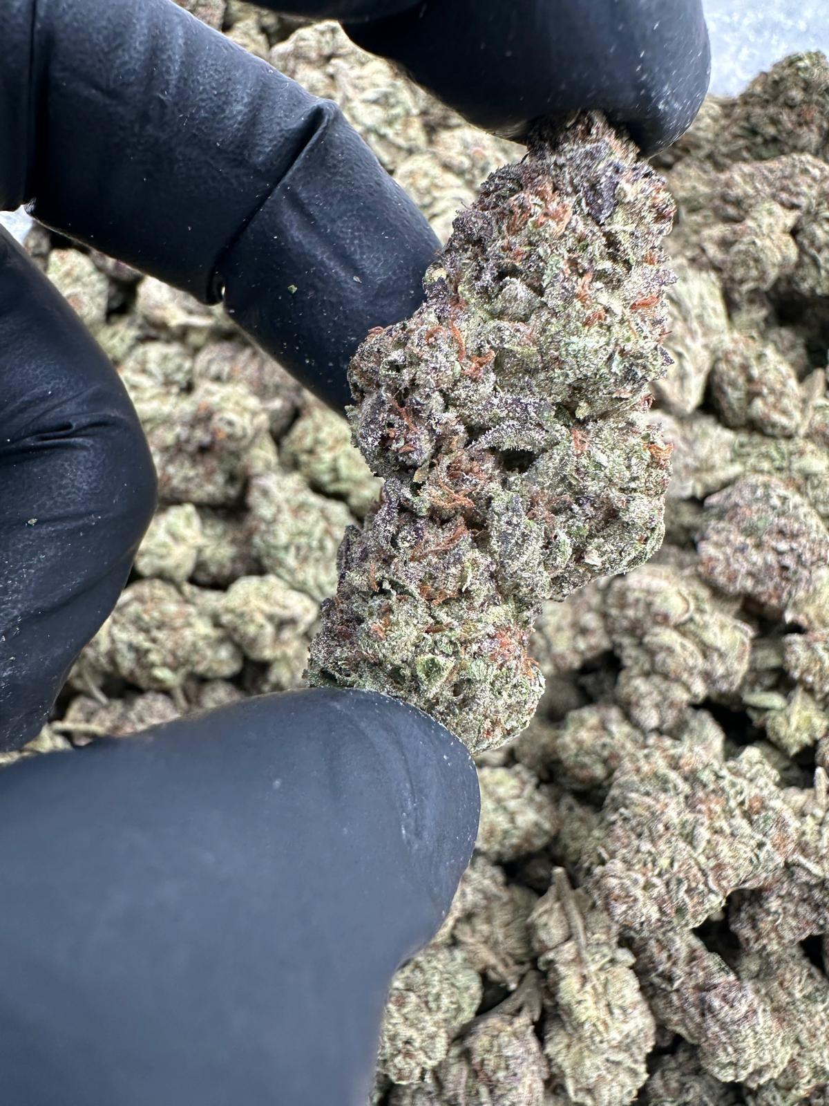 Gelato (High DEPP Indoor)