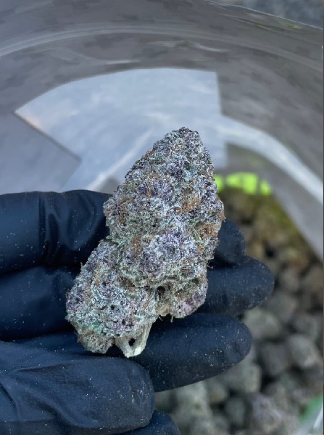 Exotics: Peanut Butter Apricot (EX:PBA)