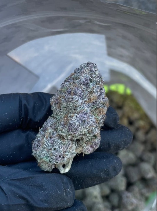 Exotics: Peanut Butter Apricot (EX:PBA)