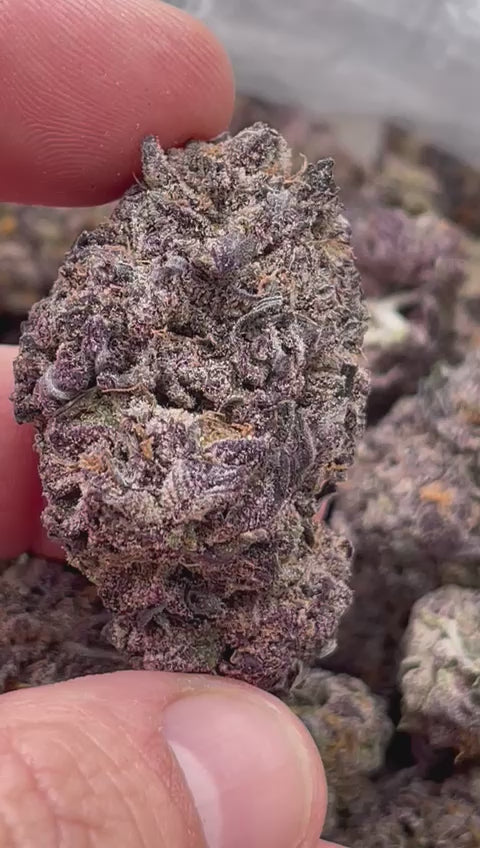 Exotic AAA – Premium Exotic Flower (Close-Up Buds)